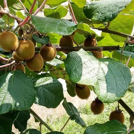 Oasis-shabla 빌라 샤블라