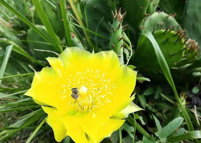 Villa Oasis-shabla Shabla